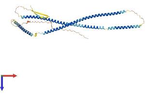 KRT23 Protein (AA 1-422) (His tag)