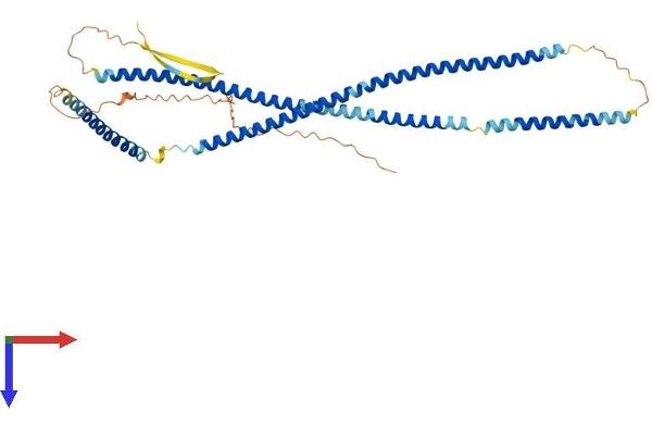 KRT23 Protein (AA 1-422) (His tag)