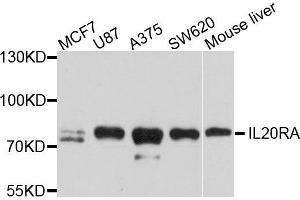 Western blot analysis of extract of various cells, using IL20RA antibody.