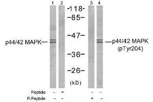 Image no. 1 for anti-Mitogen-Activated Protein Kinase 1/3 (MAPK1/3) (Tyr204) antibody (ABIN197487) (ERK1/2 Antikörper  (Tyr204))