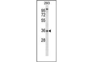 Western blot analysis of P2RY6 / P2Y2 Antibody (C-term) in 293 cell line lysates (35ug/lane). (P2RY6 Antikörper  (C-Term))