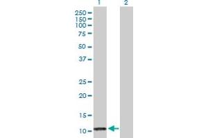 Western Blot analysis of PF4 expression in transfected 293T cell line by PF4 MaxPab polyclonal antibody.