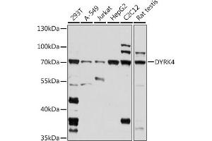 Western blot analysis of extracts of various cell lines, using DYRK4 antibody (ABIN7266850) at 1:1000 dilution. (DYRK4 Antikörper  (AA 330-480))