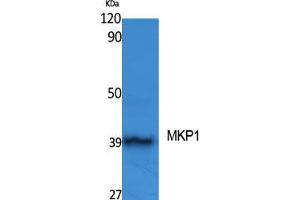 Western Blot (WB) analysis of specific cells using MKP-1 Polyclonal Antibody. (DUSP1 Antikörper  (Ser31))