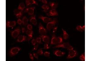 ABIN6276384 staining HepG2 by IF/ICC. (TNFRSF6B Antikörper)