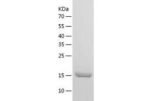 Western Blotting (WB) image for Coatomer Protein Complex, Subunit zeta 1 (COPZ1) (AA 1-177) protein (His tag) (ABIN7122420) (COPZ1 Protein (AA 1-177) (His tag))