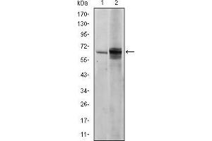 Western blot analysis using FYN mouse mAb against NIH/3T3 (1) and Hela (2) cell lysate.