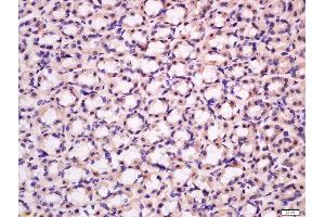 Immunohistochemistry (Paraffin-embedded Sections) (IHC (p)) image for anti-Potassium Large Conductance Calcium-Activated Channel, Subfamily M, alpha Member 1 (KCNMA1) (AA 1131-1236) antibody (ABIN672426)