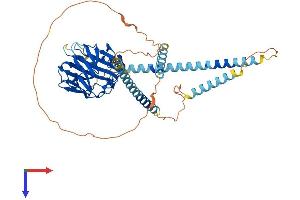 NPTXR Protein (AA 1-493) (His tag)