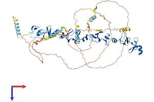 Paxillin Protein (PXN) (AA 1-591) (His tag)
