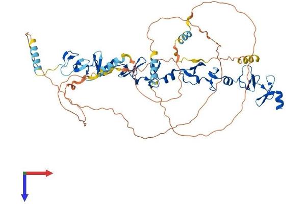 Paxillin Protein (PXN) (AA 1-591) (His tag)
