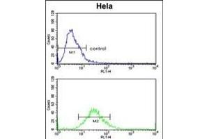 CLASP2 Antibody  (ABIN652978 and ABIN2842620) flow cytometric analysis of Hela cells (bottom histogram) compared to a negative control cell (top histogram). (CLASP2 Antikörper  (AA 998-1026))