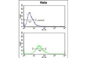 CLASP2 Antibody  (ABIN652978 and ABIN2842620) flow cytometric analysis of Hela cells (bottom histogram) compared to a negative control cell (top histogram).