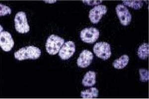 Immunofluorescent staining of HeLa cells. (TAF4 Antikörper  (AA 454-565))