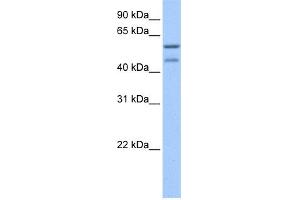WB Suggested Anti-ZSCAN5C Antibody Titration:  0. (ZSCAN5C Antikörper  (C-Term))
