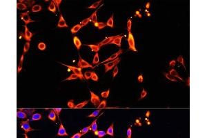 Immunofluorescence analysis of NIH/3T3 cells using Heparanase 1 Polyclonal Antibody at dilution of 1:100. (HPSE Antikörper)