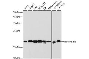 Western blot analysis of extracts of various cell lines, using Histone H3 antibody (ABIN7267705) at 1:1000 dilution. (HIST1H3A Antikörper)