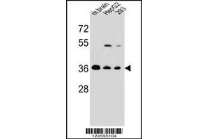 Western blot analysis in mouse brain tissue and HepG2,293 cell line lysates (35ug/lane).