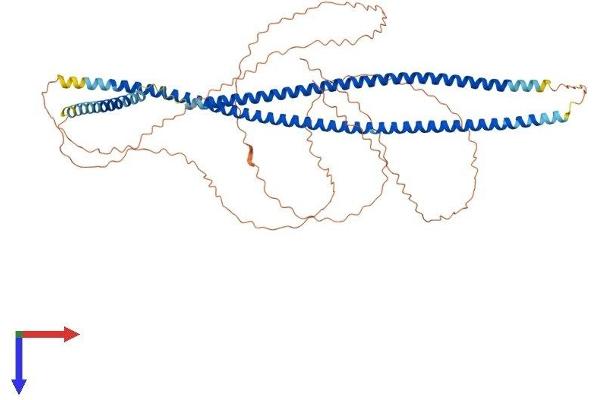 KRT9 Protein (AA 1-623) (His tag)
