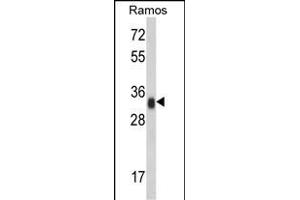 Western blot analysis of HLA-DRA Antibody (N-term) (ABIN390770 and ABIN2841028) in Ramos cell line lysates (35 μg/lane). (HLA-DRA Antikörper  (N-Term))