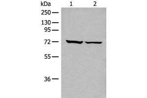 DDX59 Antikörper
