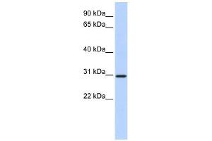 BCAS2 antibody used at 1 ug/ml to detect target protein. (BCAS2 Antikörper  (N-Term))