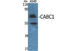 Western Blot (WB) analysis of specific cells using CABC1 Polyclonal Antibody. (COQ8A Antikörper  (Internal Region))