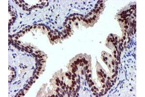 Image no. 9 for anti-Ubiquitin Specific Peptidase 7 (Herpes Virus-Associated) (USP7) antibody (ABIN1498592) (USP7 Antikörper)