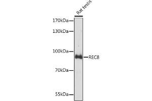 Western blot analysis of extracts of Rat testis, using REC8 Rabbit pAb (ABIN7269884) at 1:3000 dilution. (REC8 Antikörper  (AA 194-561))