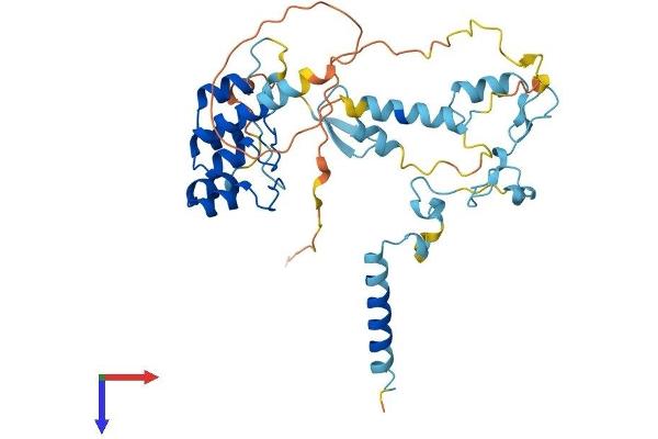 BAT4 Protein (AA 1-372) (His tag)