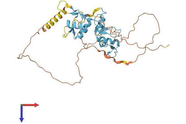 ZIC4 Protein (AA 1-334) (His tag)