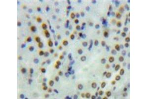 IHC-P analysis of Kidney tissue, with DAB staining. (PYGO1 Antikörper  (AA 201-419))