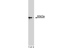 Western Blotting (WB) image for anti-RAD9 Homolog A (S. Pombe) (RAD9A) (AA 264-370) antibody (ABIN968473) (RAD9A Antikörper  (AA 264-370))