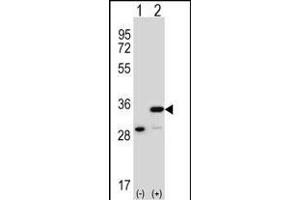 Western Blotting (WB) image for anti-Prohibitin (PHB) (AA 89-117) antibody (ABIN389162)