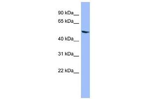 CYP2D6 antibody used at 1 ug/ml to detect target protein. (CYP2D6 Antikörper  (Middle Region))
