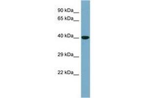 KCTD16 Antikörper  (AA 107-156)