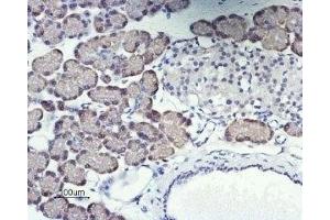 Immunohistochemistry (IHC) image for anti-ORAI Calcium Release-Activated Calcium Modulator 1 (ORAI1) (AA 200-212), (Extracellular) antibody (ABIN7043408)