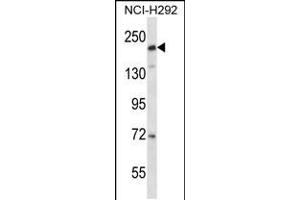 Western blot analysis in NCI-H292 cell line lysates (35ug/lane). (CD163L1 Antikörper  (C-Term))