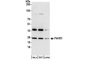 anti-Fumarylacetoacetate Hydrolase Domain Containing 1 (FAHD1) (AA 174-224) antibody