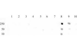 Histone H3 monomethyl Lys79 antibody (pAb) tested by dot blot analysis. (Histone 3 Antikörper  (H3K79me))