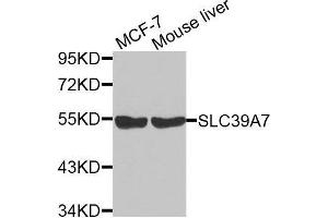 Western blot analysis of extracts of various cell lines, using SLC39A7 antibody. (SLC39A7 Antikörper  (AA 235-380))