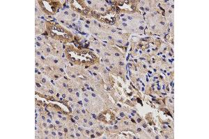 Immunohistochemistry (IHC) image for anti-Butyrylcholinesterase (BCHE) antibody (ABIN1871242) (Butyrylcholinesterase Antikörper)
