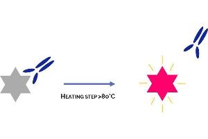 Principle of HotStart Antibody (Taq DNA Polymerase Antikörper)