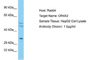 Host: Rabbit Target Name: OR4X2 Sample Type: HepG2 Whole Cell lysates Antibody Dilution: 1. (OR4X2 Antikörper  (N-Term))
