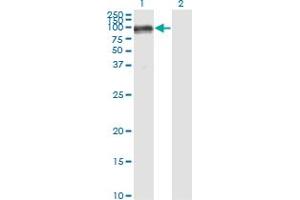 Western Blot analysis of PECAM1 expression in transfected 293T cell line by PECAM1 monoclonal antibody (M01), clone 1D2-1A5. (CD31 Antikörper  (AA 29-738))