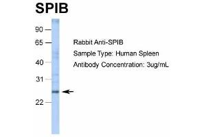WB Suggested Anti-SPIB Antibody Titration: 3 ug/ml ELISA Titer: 1:62500 Positive Control: spleen tissue lysate SPIB is supported by RNA-seq  data to be expressed in spleen (SPIB Antikörper  (C-Term))