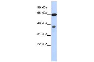 Western Blotting (WB) image for anti-Regulator of Chromosome Condensation 2 (RCC2) antibody (ABIN2459988) (RCC2 Antikörper)