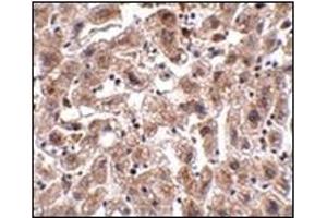 Immunohistochemistry of OCLN in human liver tissue with this product at 2.