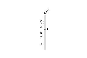 Western Blotting (WB) image for anti-Lymphatic Vessel Endothelial Hyaluronan Receptor 1 (LYVE1) (AA 46-77), (N-Term) antibody (ABIN388751)