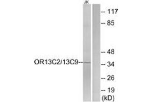 Western blot analysis of extracts from Jurkat cells, using OR13C2/13C9 Antibody. (OR13C2/13C9 (AA 232-281) Antikörper)